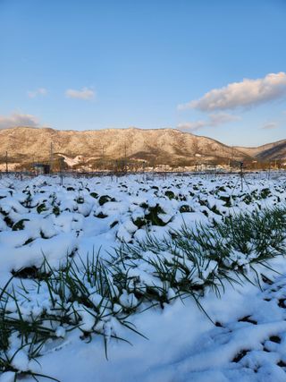 김영철님의 배추 · 자연재해•동물피해 작성글 사진