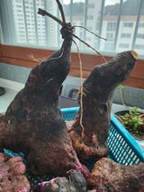 팜모닝 기타작물·영농일지 게시글 이미지