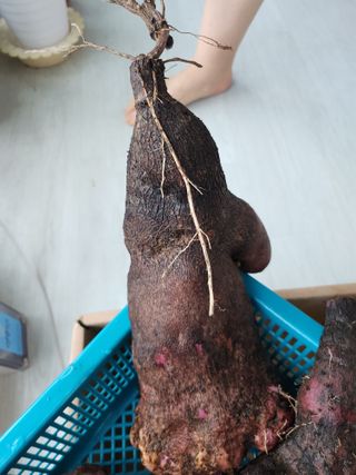 장흥 모경화 님의 기타작물 · 영농일지 작성글 사진