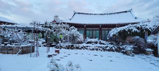 김중언님의 배추 · 자연재해•동물피해 작성글 사진