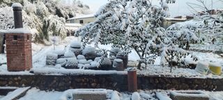 김중언님의 배추 · 자연재해•동물피해 작성글 사진