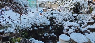 김중언님의 배추 · 자연재해•동물피해 작성글 사진