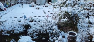 김중언님의 배추 · 자연재해•동물피해 작성글 사진