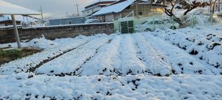 김중언님의 배추 · 자연재해•동물피해 작성글 사진