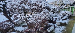 김중언님의 배추 · 자연재해•동물피해 작성글 사진