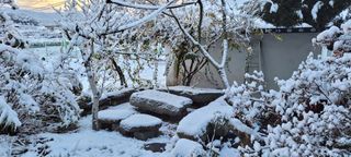 김중언님의 배추 · 자연재해•동물피해 작성글 사진