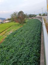 팜모닝 콩·자유게시판 게시글 이미지