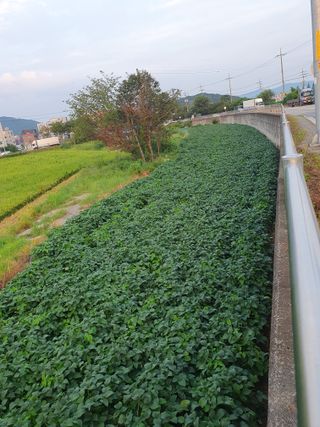 임종옥(용인백암)님의 콩 · 자유게시판 작성글 사진