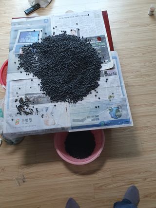 임종옥(용인백암)님의 콩 · 자유게시판 작성글 사진