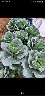 팜모닝 최근 산 물건을 알려주세요!·참여글 게시글 이미지