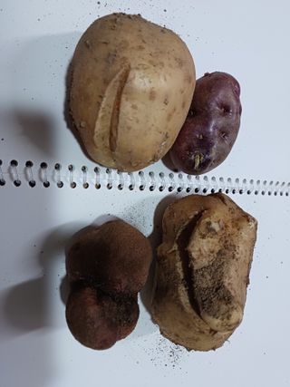 꽃님이님의 감자 · 자유게시판 작성글 사진