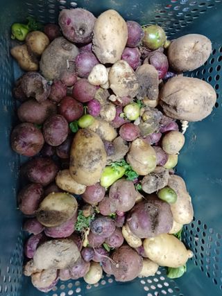 꽃님이님의 감자 · 자유게시판 작성글 사진