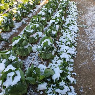 천농부님의 자유주제 · 자유게시판 작성글 사진