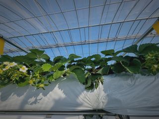 강보묵님의 딸기 · 병해충상담 작성글 사진