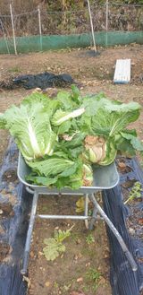 팜모닝 배추·수확 게시글 이미지