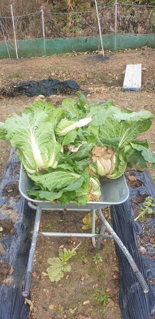 밤가시 여주농장님의 배추 · 수확 작성글 사진