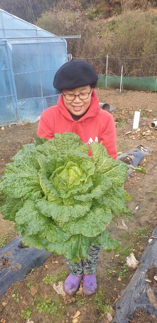 밤가시 여주농장님의 배추 · 수확 작성글 사진