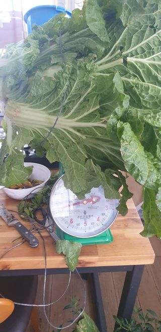 밤가시 여주농장님의 배추 · 수확 작성글 사진