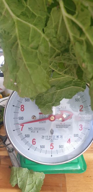 밤가시 여주농장님의 배추 · 수확 작성글 사진