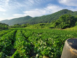 왕초보님의 팜모닝 · 출석 작성글 사진