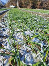 팜모닝 마늘·일상 게시글 이미지