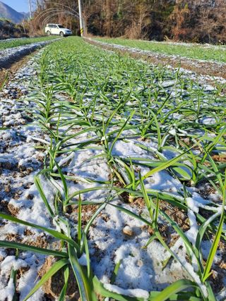 박흠님의 마늘 · 일상 작성글 사진