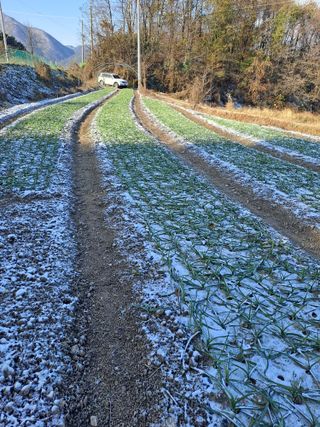 박흠님의 마늘 · 일상 작성글 사진
