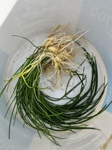 팜모닝 기타작물·자유게시판 게시글 이미지