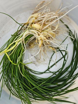 이용일님의 기타작물 · 자유게시판 작성글 사진