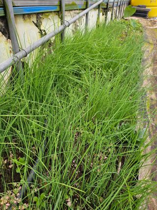 이용일님의 기타작물 · 자유게시판 작성글 사진