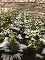 팜모닝 배추·수확 게시글 이미지