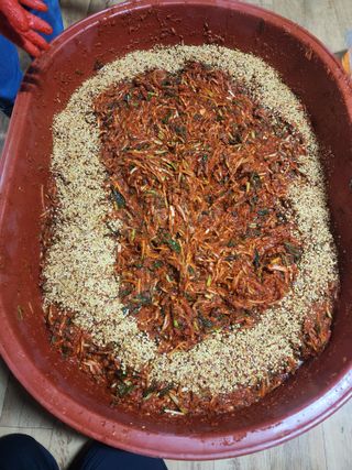 용인시님의 배추 · 일상 작성글 사진