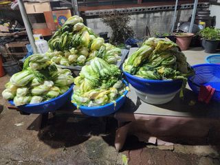 용인시님의 배추 · 일상 작성글 사진