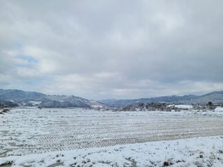 여우내 이순홍님의 배추 · 일상 작성글 사진
