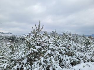 여우내 이순홍님의 배추 · 일상 작성글 사진