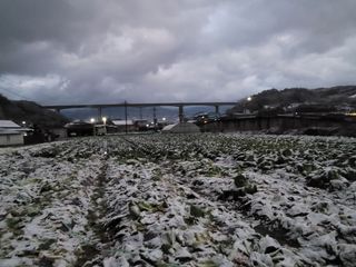 여우내 이순홍님의 배추 · 일상 작성글 사진