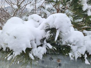 여우내 이순홍님의 배추 · 일상 작성글 사진