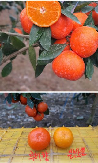 고랑이랑 임수연님의 최근 산 물건을 알려주세요! · 참여글 작성글 사진