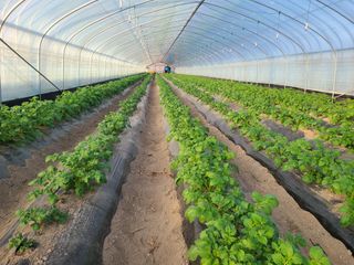 노고단님의 감자 · 자유게시판 작성글 사진