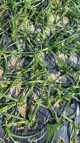 팜모닝 마늘·제초 게시글 이미지