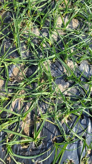 김해균 님의 마늘 · 제초 작성글 사진