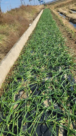 김해균 님의 마늘 · 제초 작성글 사진