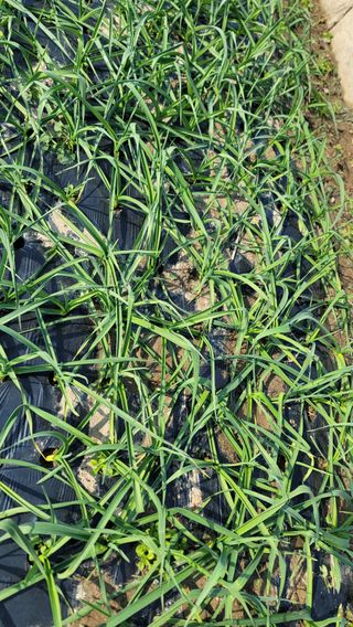 김해균 님의 마늘 · 제초 작성글 사진