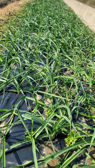 김해균 님의 마늘 · 제초 작성글 사진