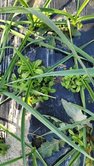 김해균 님의 마늘 · 제초 작성글 사진