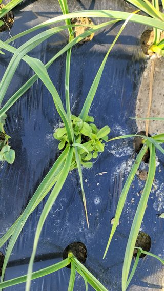 김해균 님의 마늘 · 제초 작성글 사진