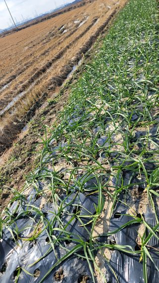 김해균 님의 마늘 · 제초 작성글 사진