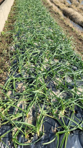 김해균 님의 마늘 · 제초 작성글 사진