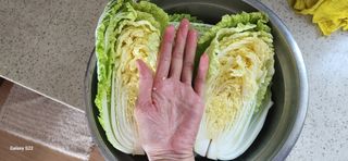 접시꽃님의 기타작물 · 자유게시판 작성글 사진