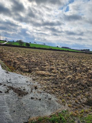 김저팔계님의 배추 · 영농일지 작성글 사진